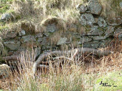 detail of well Dinas Emrys.jpg
